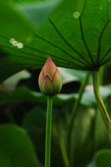 煌