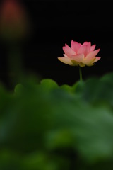 一輪