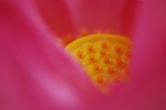 花托