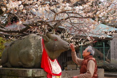 梅の木の下