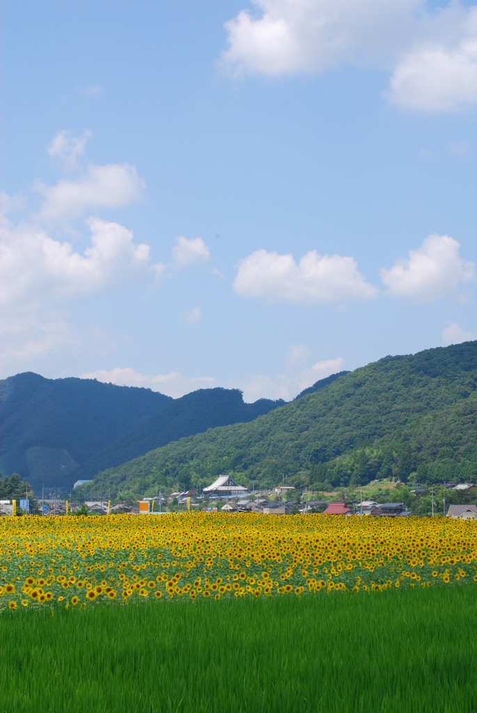 空、山、町、花、田