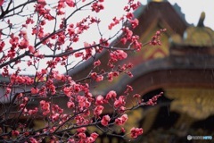雨の梅花祭 北野天満宮