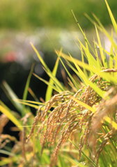 IMG_1740