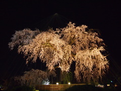 枝垂れさくら