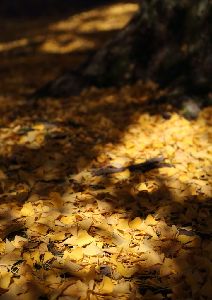 DPP_0095