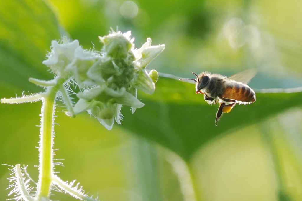 蜜はありますか？