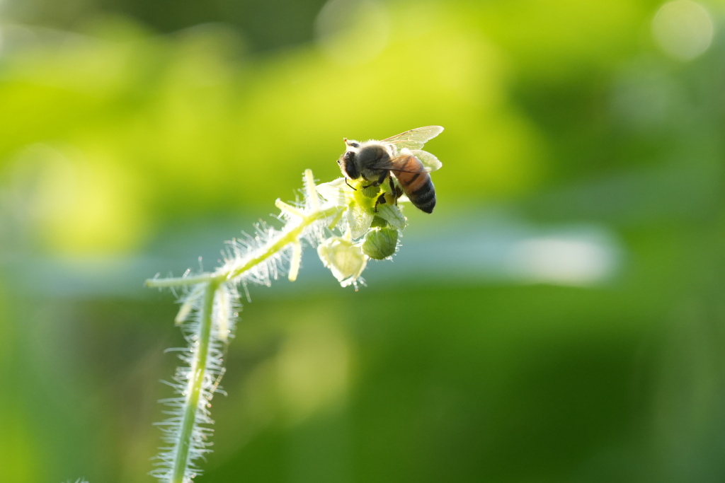 蜜を集めるミツバチ