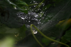 水滴と蜘蛛の巣
