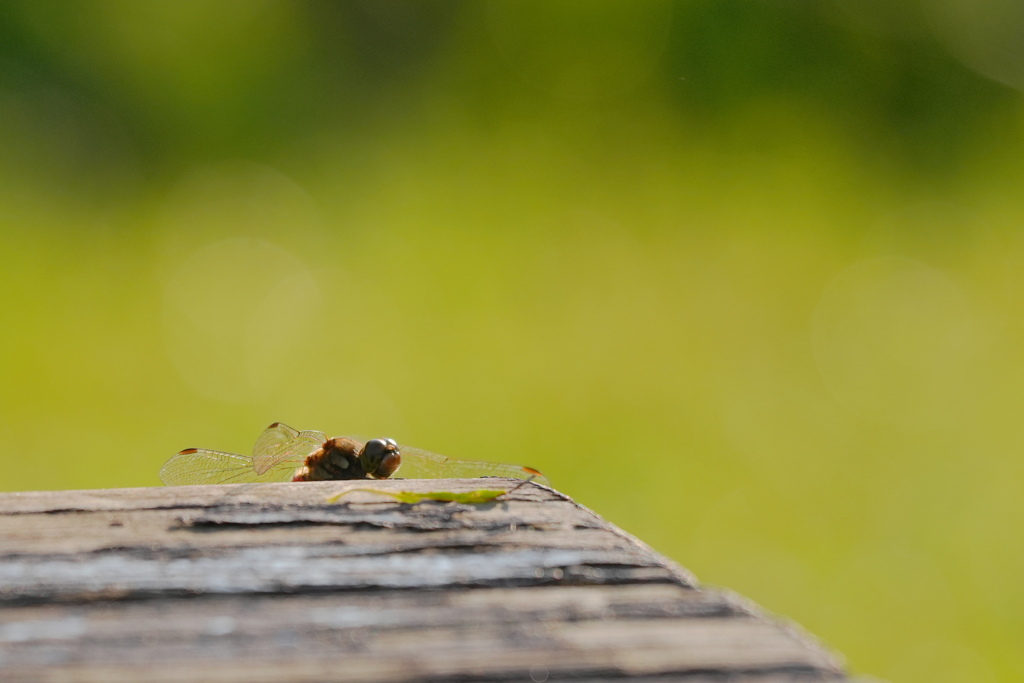 ベンチ隅で休む赤トンボ