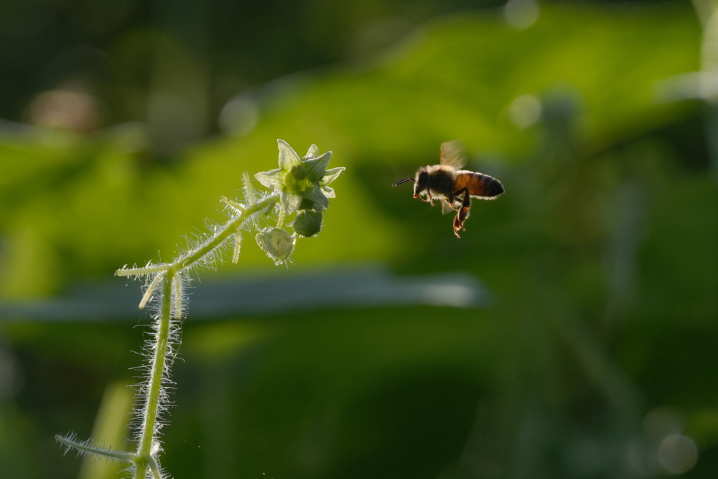 蜜と花粉はあるのかな