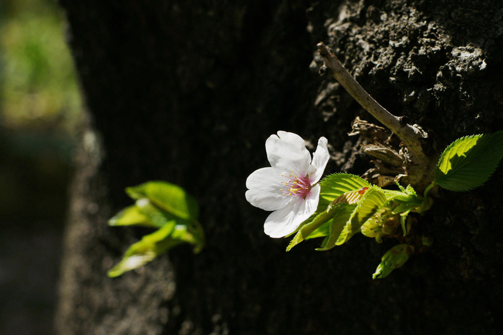 sakura_06