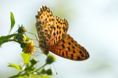 ヒョウモンチョウ
