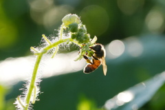 アレチウリと蜜蜂