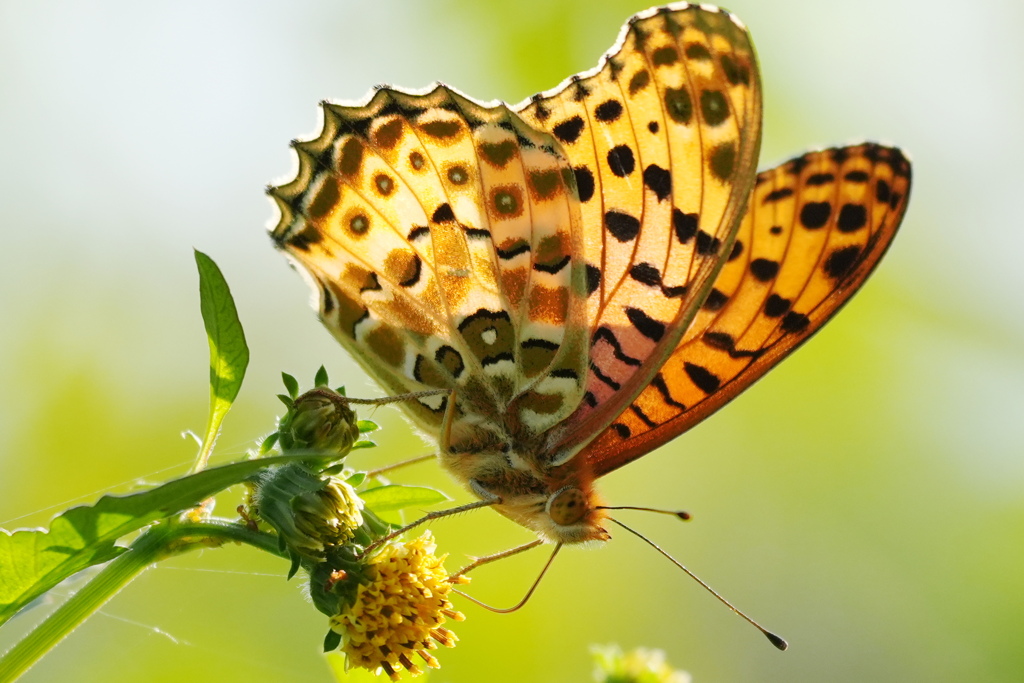 ヒョウモンチョウ