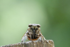 溺れていたところを救出されたツクツクボウシ