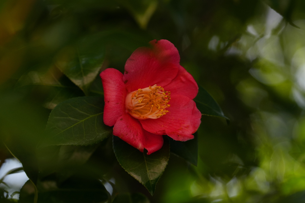 椿　爛漫