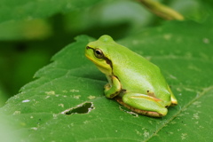 あまがえる