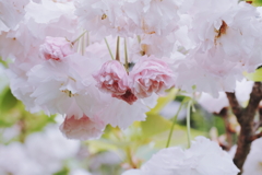 松月１