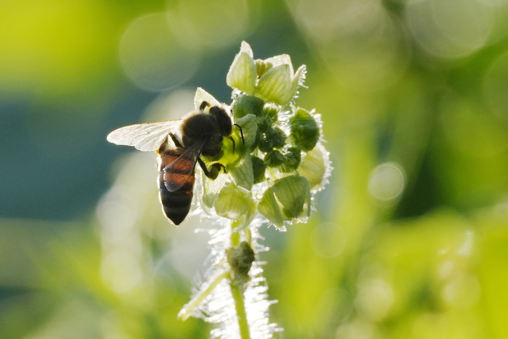 蜜と花粉は残らずいただく