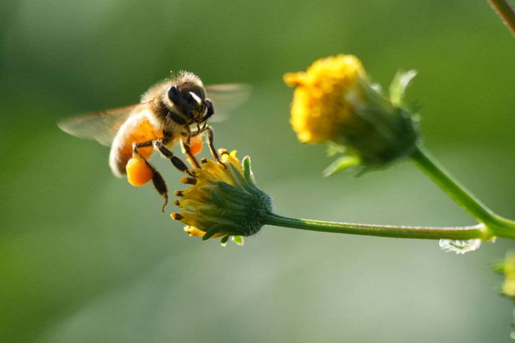 ミツバチ　栴檀草
