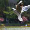 Hovering