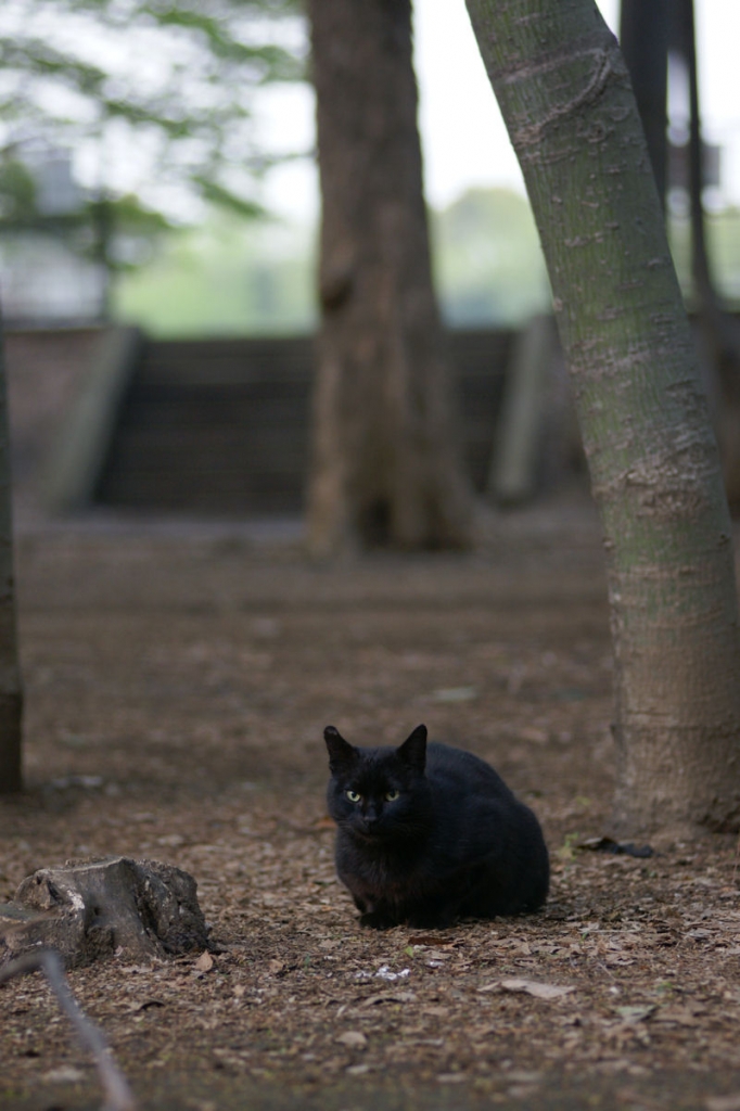 くろねこ