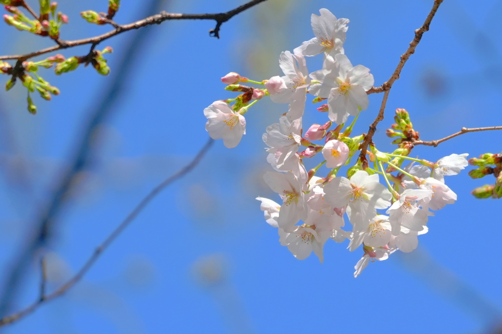 桜_青山熊野神社_24033002