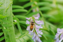 クサフジ　蜜蜂