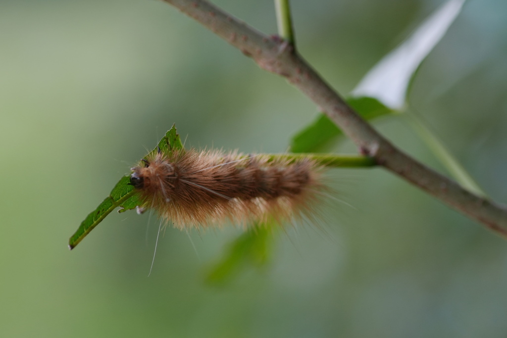 シロヒトリ　幼虫