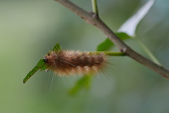 シロヒトリ　幼虫