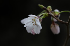 桜の開花_24032802