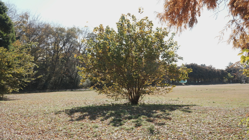 秋ヶ瀬公園　樹木