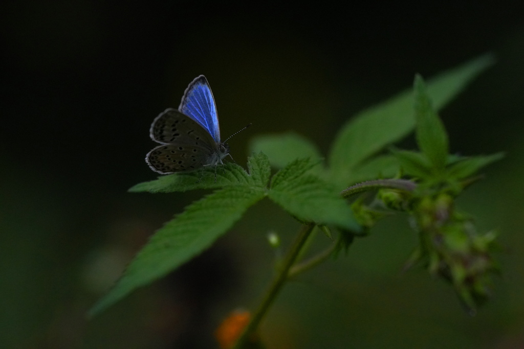 ウラナミシジミ