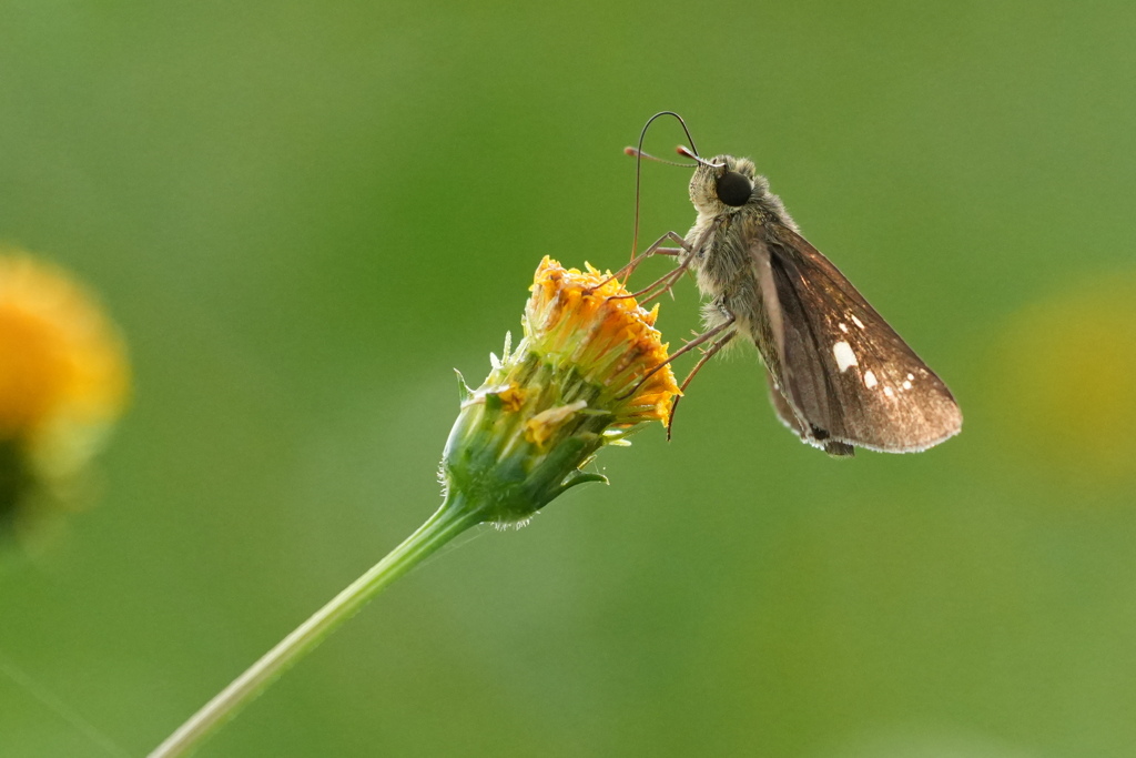 チャバネセセリ