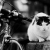 猫と自転車