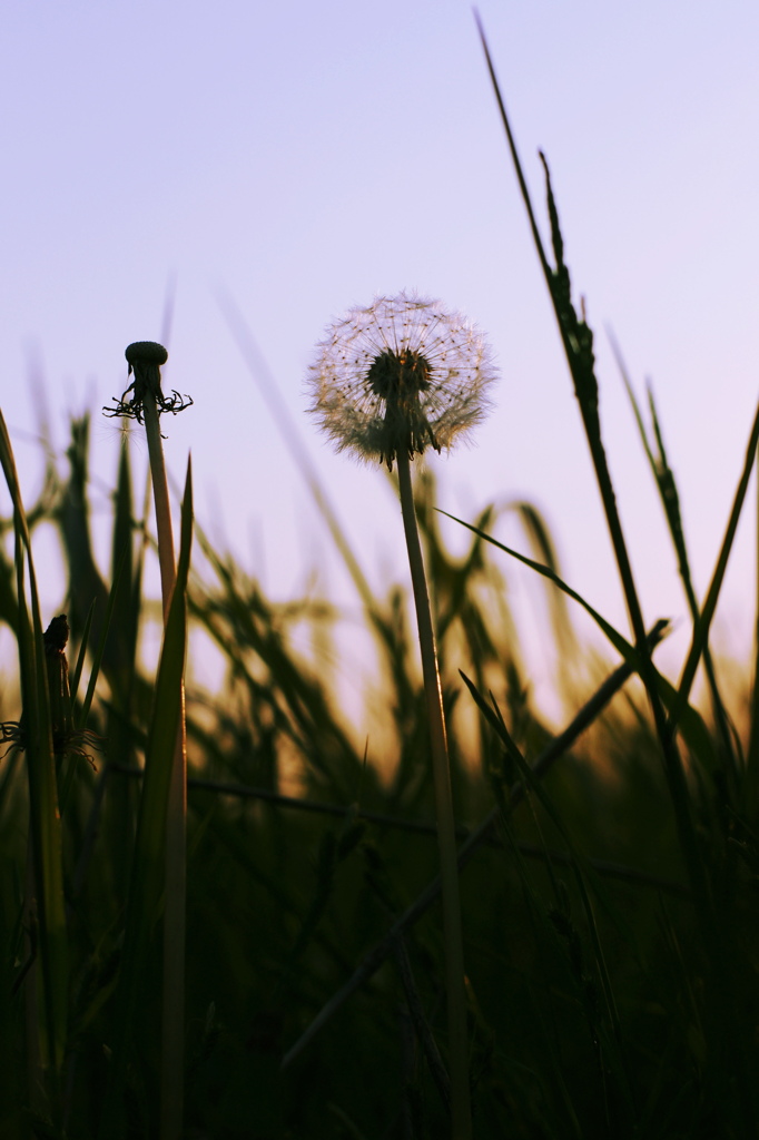 Dandelion_3