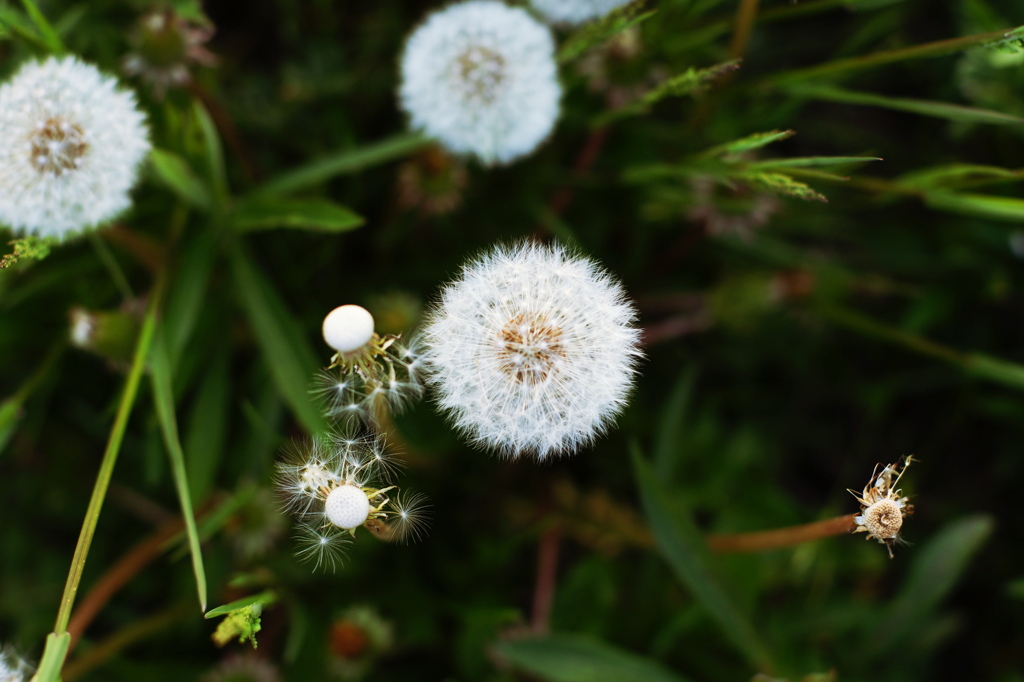 Dandelion_2