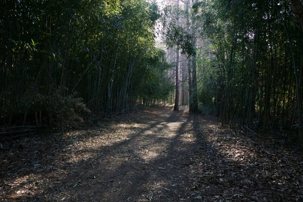 竹林と杉