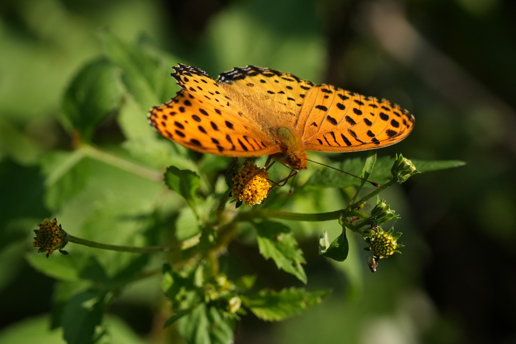 ヒョウモンチョウ
