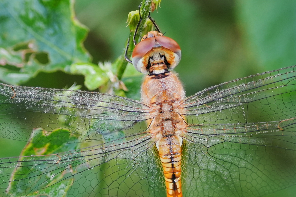 朝まだ眠る赤トンボ