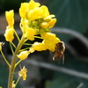 蜂