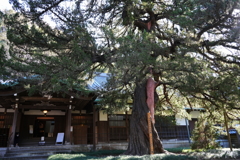 柏槇（びゃくしん）　円覚寺　大方丈