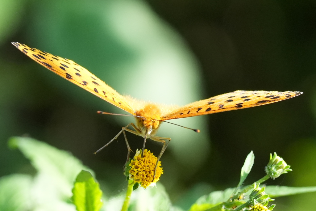 ヒョウモンチョウ　正面