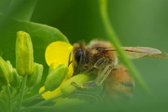 西洋蜜蜂