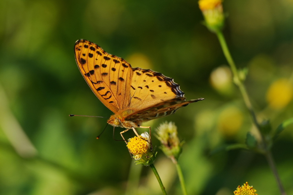 ヒョウモンチョウ