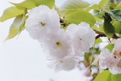 松月３