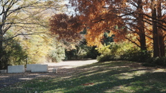 秋ヶ瀬公園　紅葉の逆光