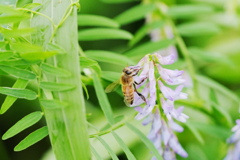 クサフジ　蜜蜂