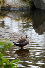 鴨