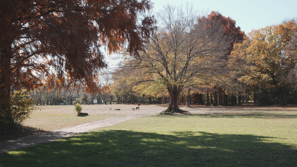 秋ヶ瀬公園　伸びるひと